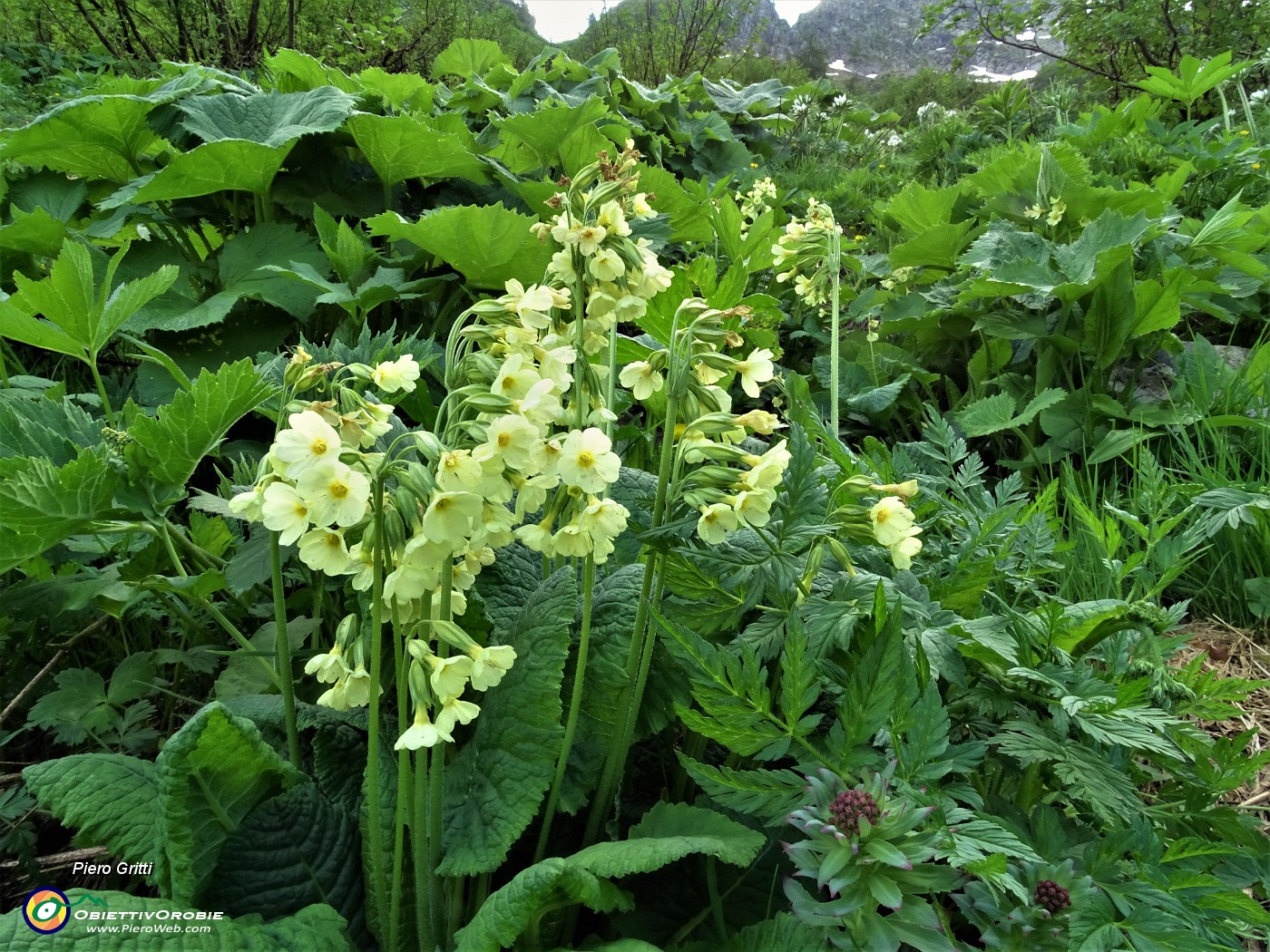 20 Primule gialle (Pimula elatior).JPG